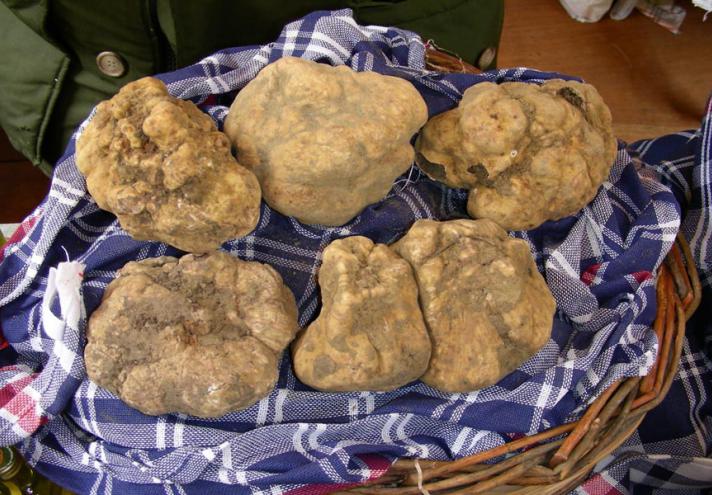 Tartufesta - Truffle Festival